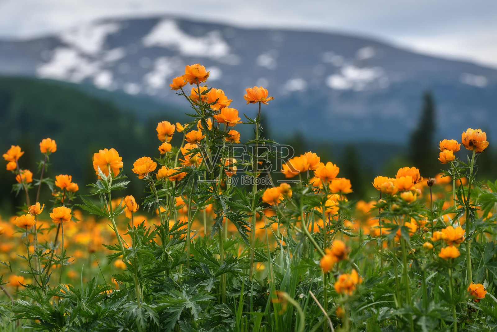 花橙山草甸照片摄影图片