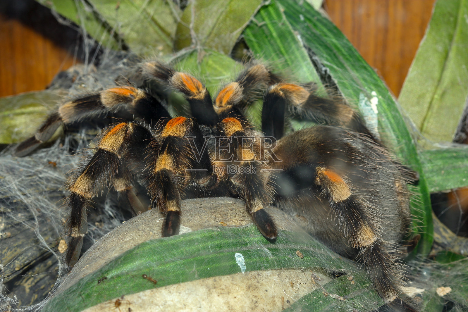 近距离观察狼蛛，Brachypelma Boehmei照片摄影图片
