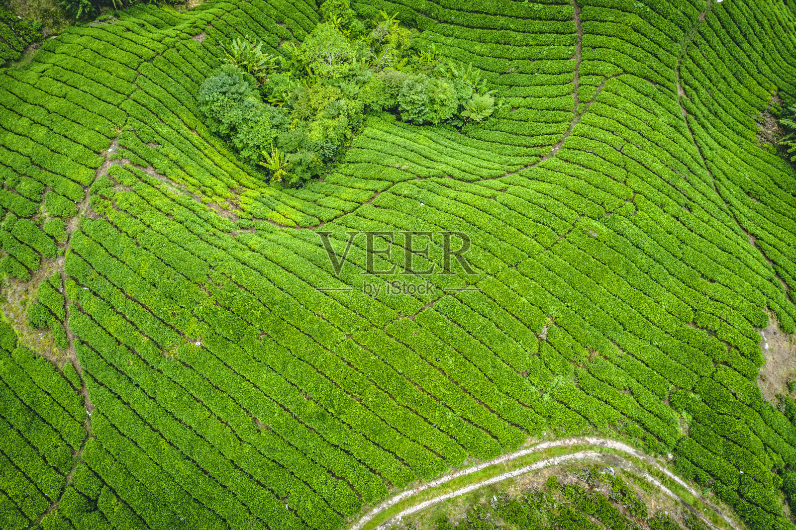那座山被一排排绿色的茶树覆盖着照片摄影图片