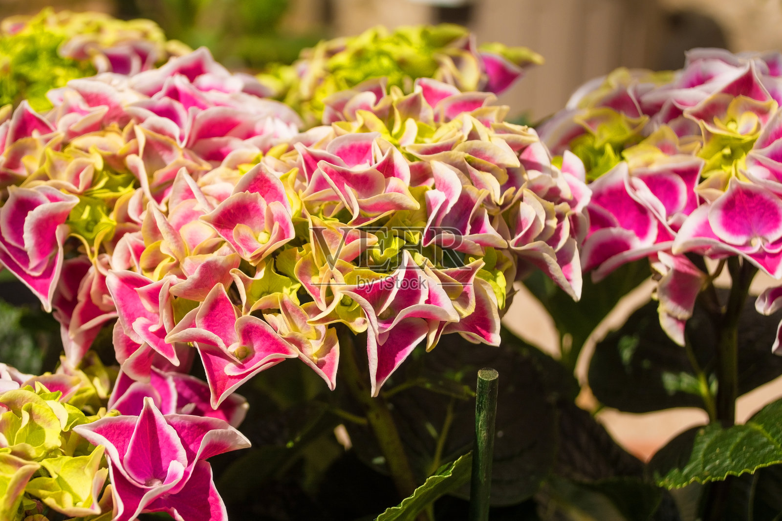 粉红色的绣球花照片摄影图片