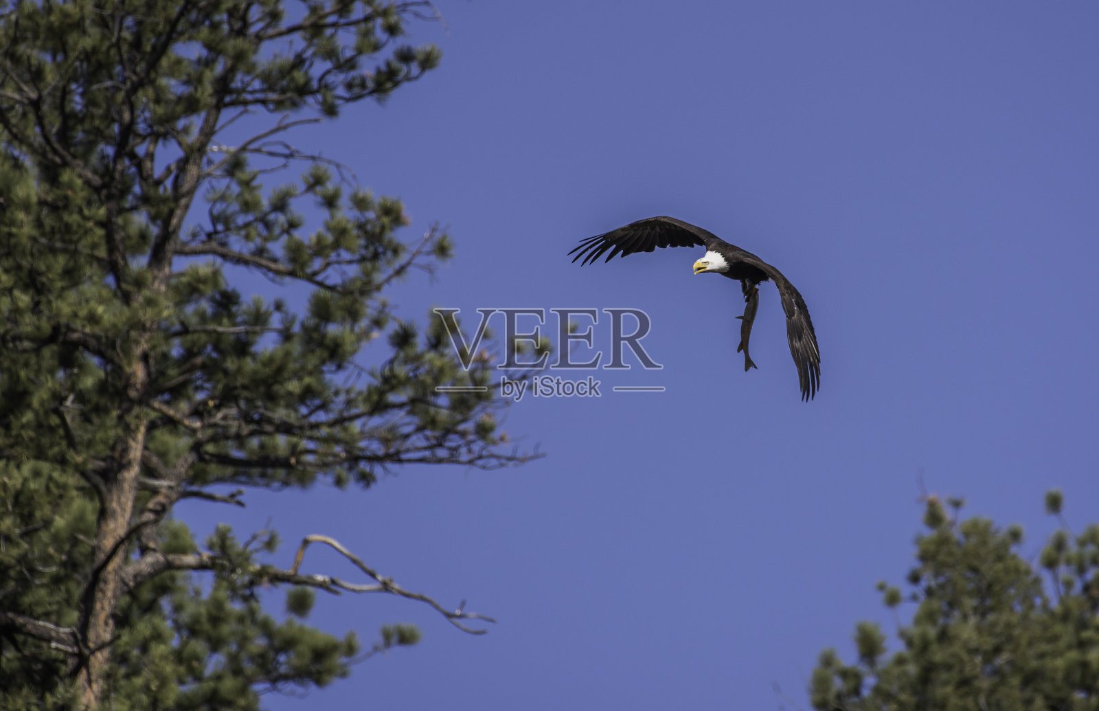 飞行中的秃鹰将捕获的鱼带回巢中照片摄影图片