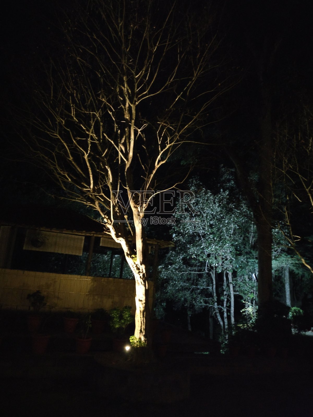 树照片摄影图片