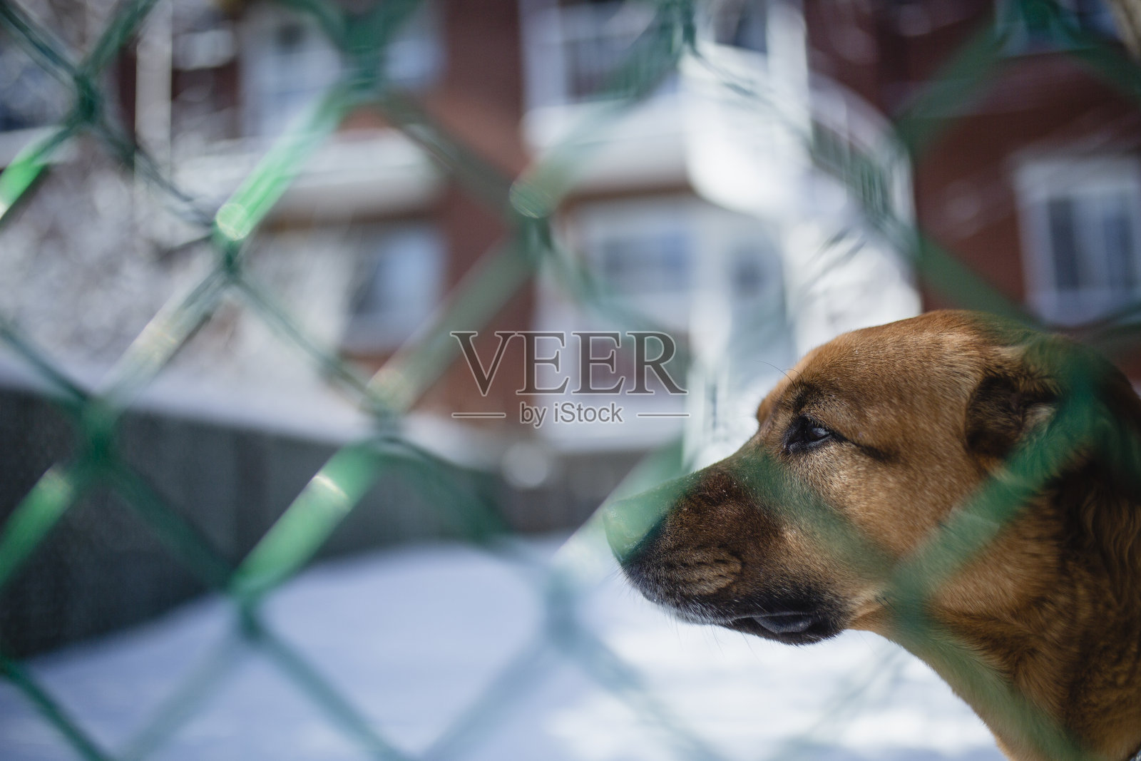 后院的狗照片摄影图片