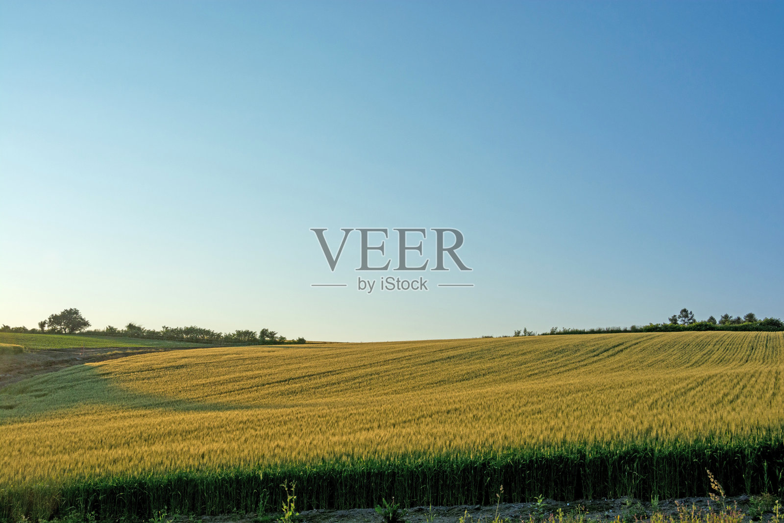 傍晚的麦田映衬着蓝天照片摄影图片