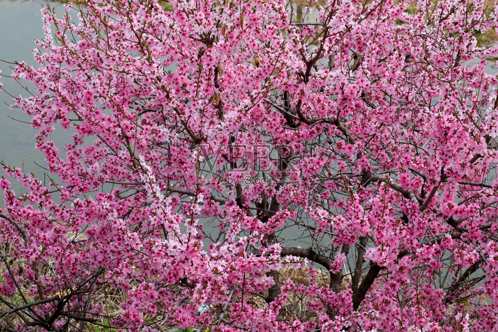 桃花照片摄影图片