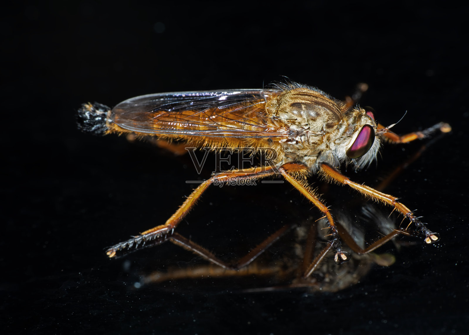 微距照片橙色的强盗蝇孤立在黑色的背景照片摄影图片