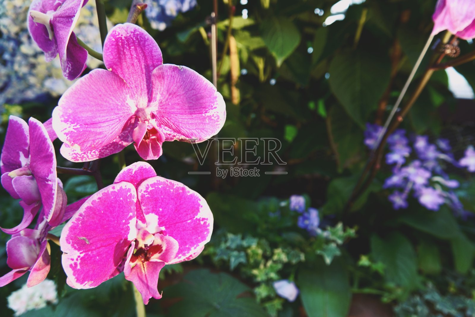 盛开的鲜花和树在花圆顶在海湾花园，新加坡照片摄影图片