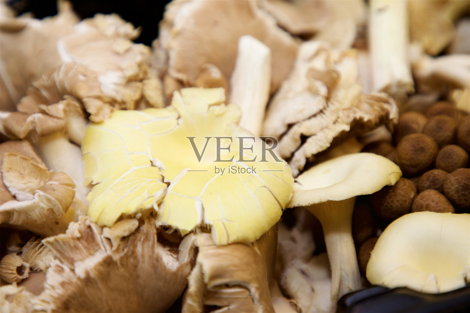 野蘑菇照片摄影图片