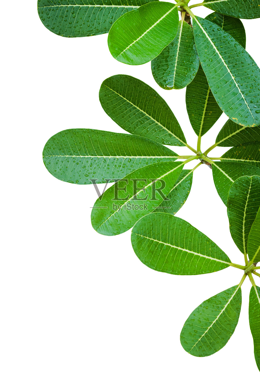 鸡蛋花的叶子孤立在白色背景上。照片摄影图片