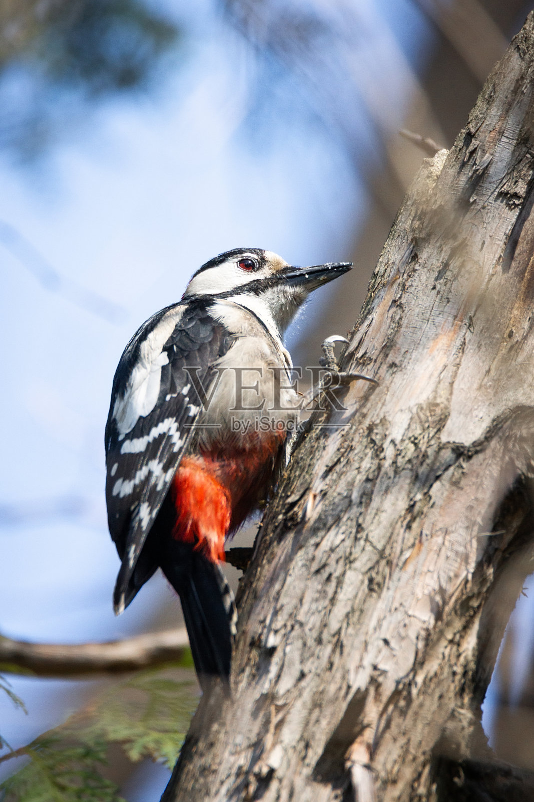 大斑点啄木鸟照片摄影图片