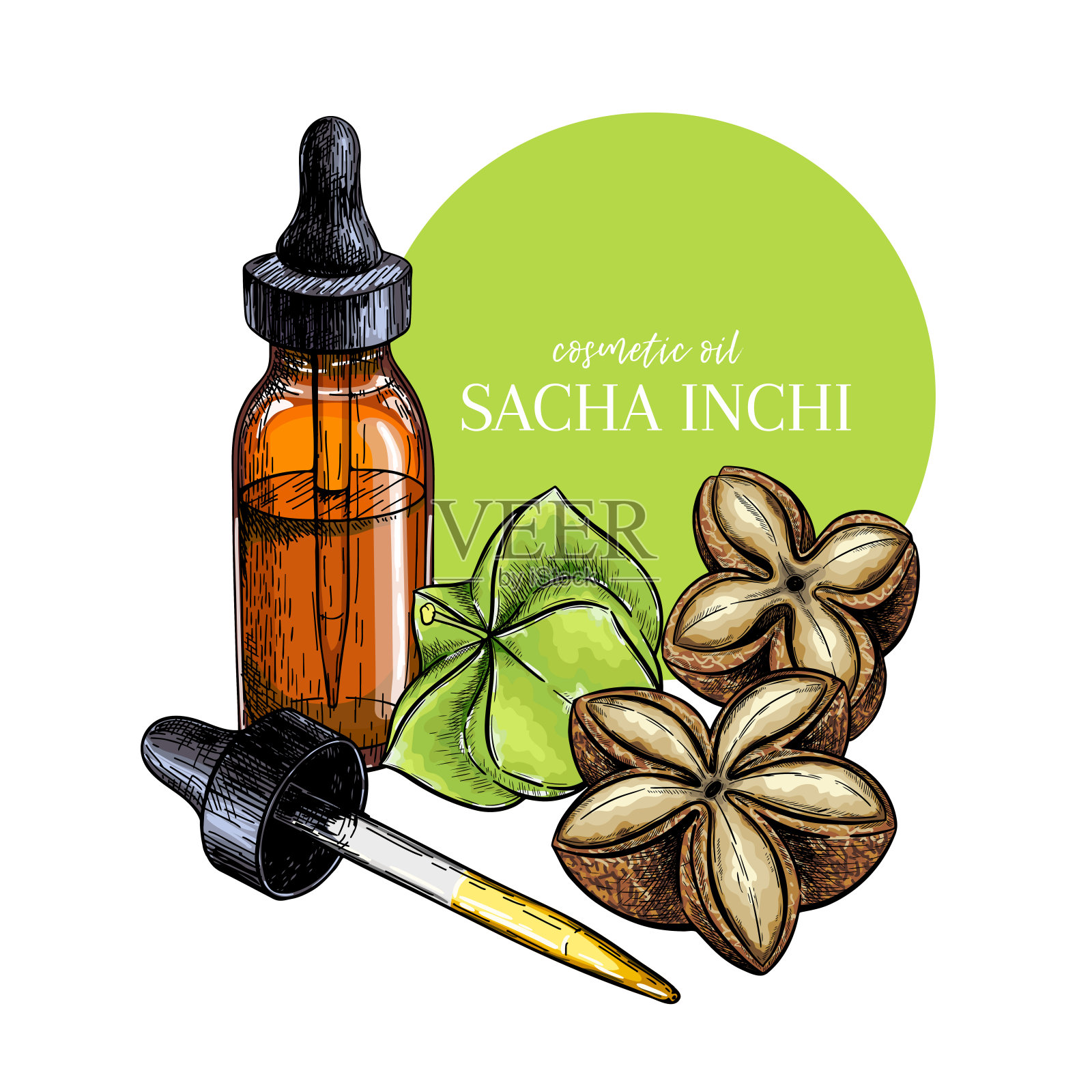 手绘一套精油。载体着色的印泥血清。药草与玻璃滴管瓶。雕刻艺术。化妆品、医药、治疗、香薰、包装设计保健。插画图片素材