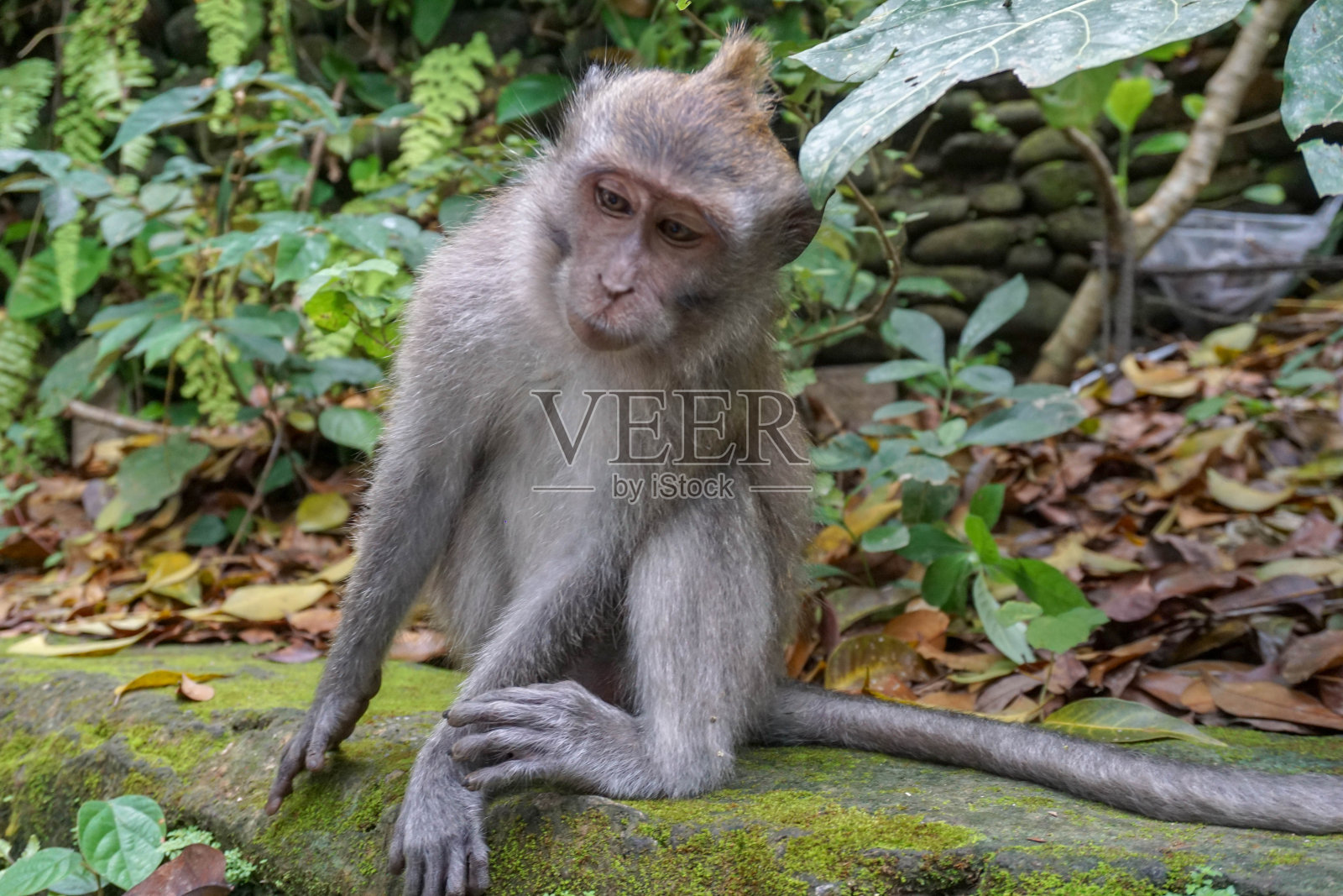 圣猴森林的猴子照片摄影图片