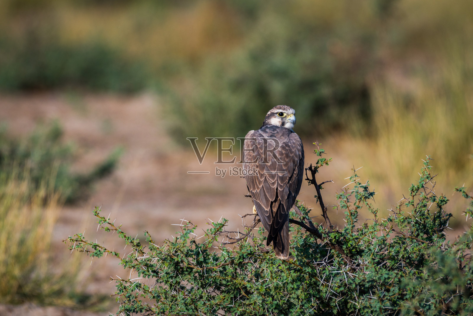 Laggar falcon或Falco jugger肖像。看起来很有攻击性，坐在印度维拉瓦达尔黑羚国家公园的泥栖木上照片摄影图片