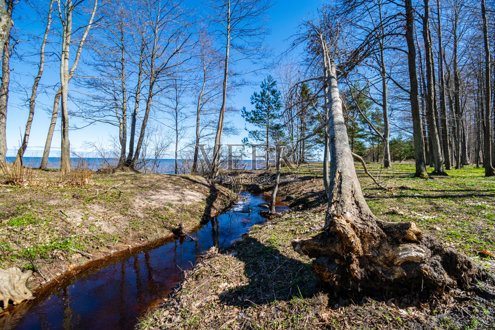 春天公园里的大裸树干照片摄影图片