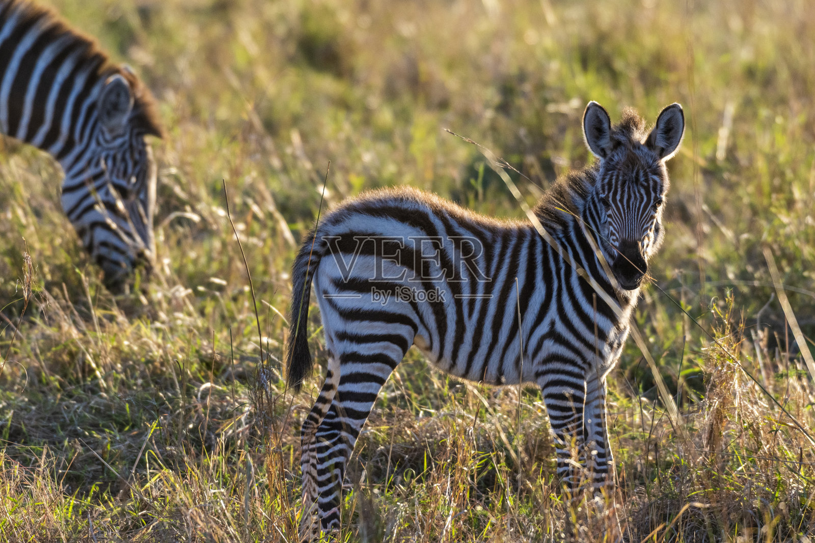 日出时马赛马拉独自行走的斑马幼崽照片摄影图片
