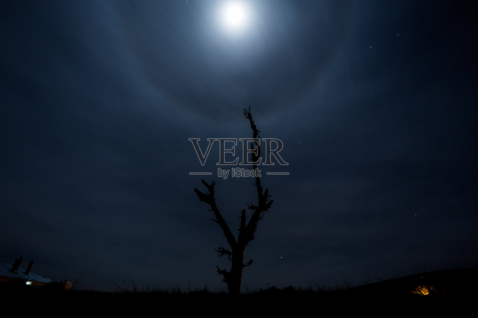 枯树在荒凉的地方照片摄影图片