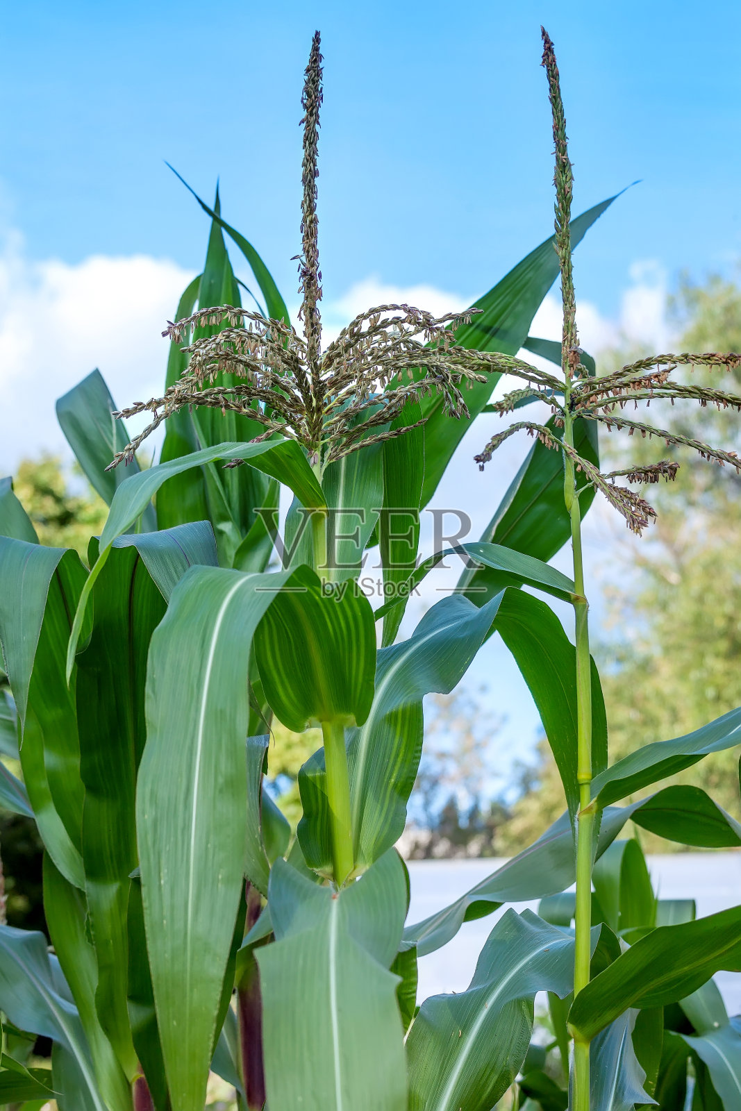 蓝天下盛开的玉米。照片摄影图片