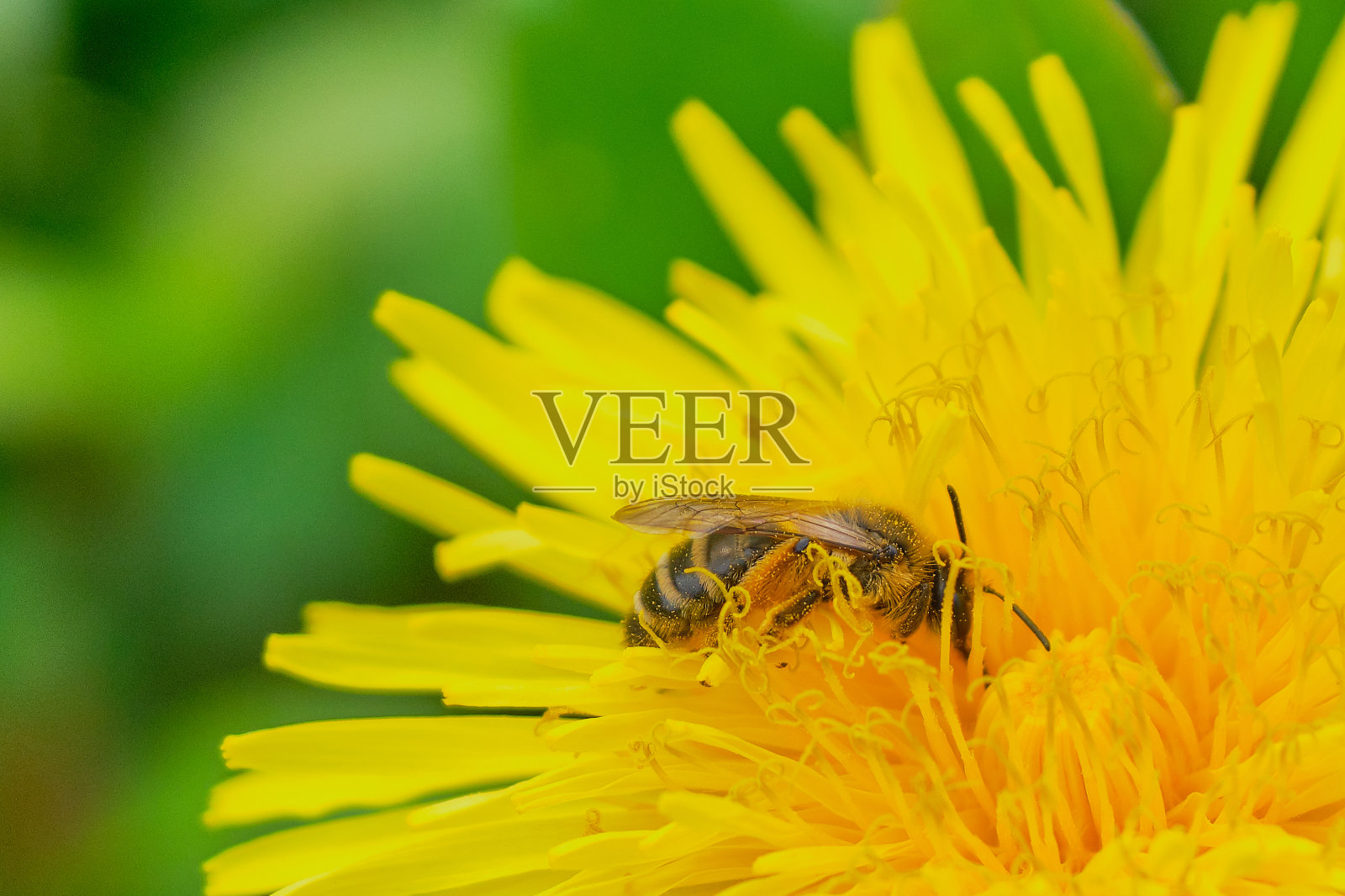 近距离观察一只在蒲公英花中采集花粉的蜜蜂照片摄影图片