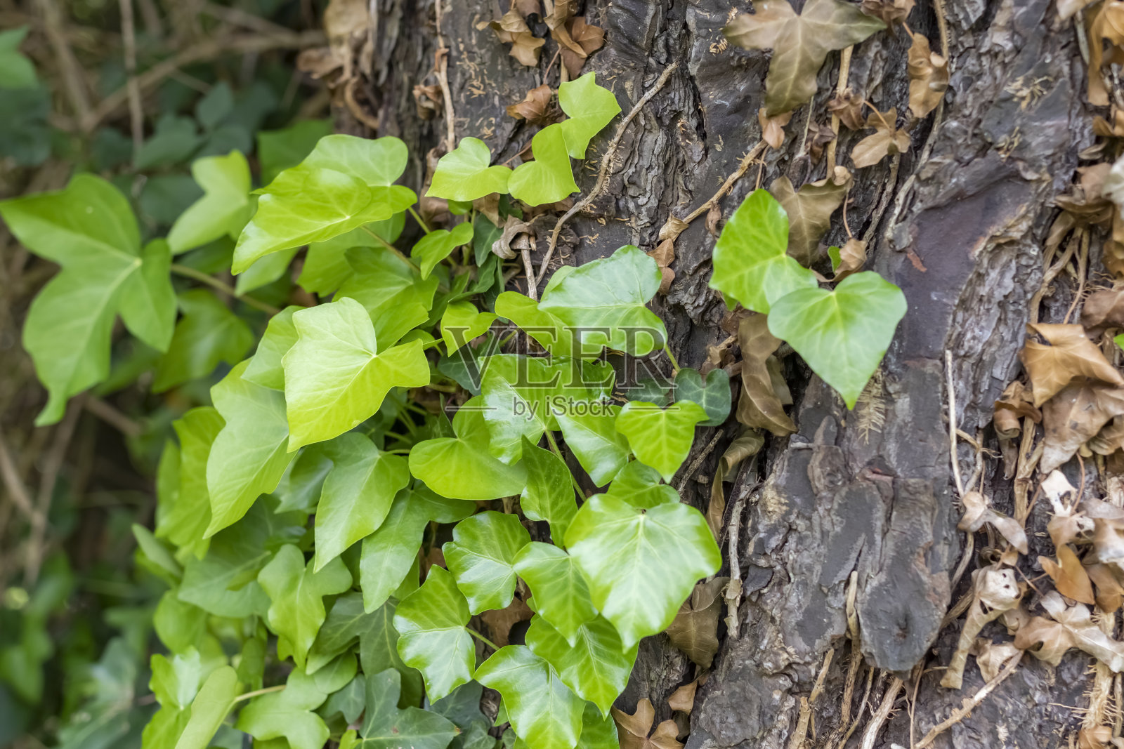 树干有干燥和绿色常春藤。照片摄影图片