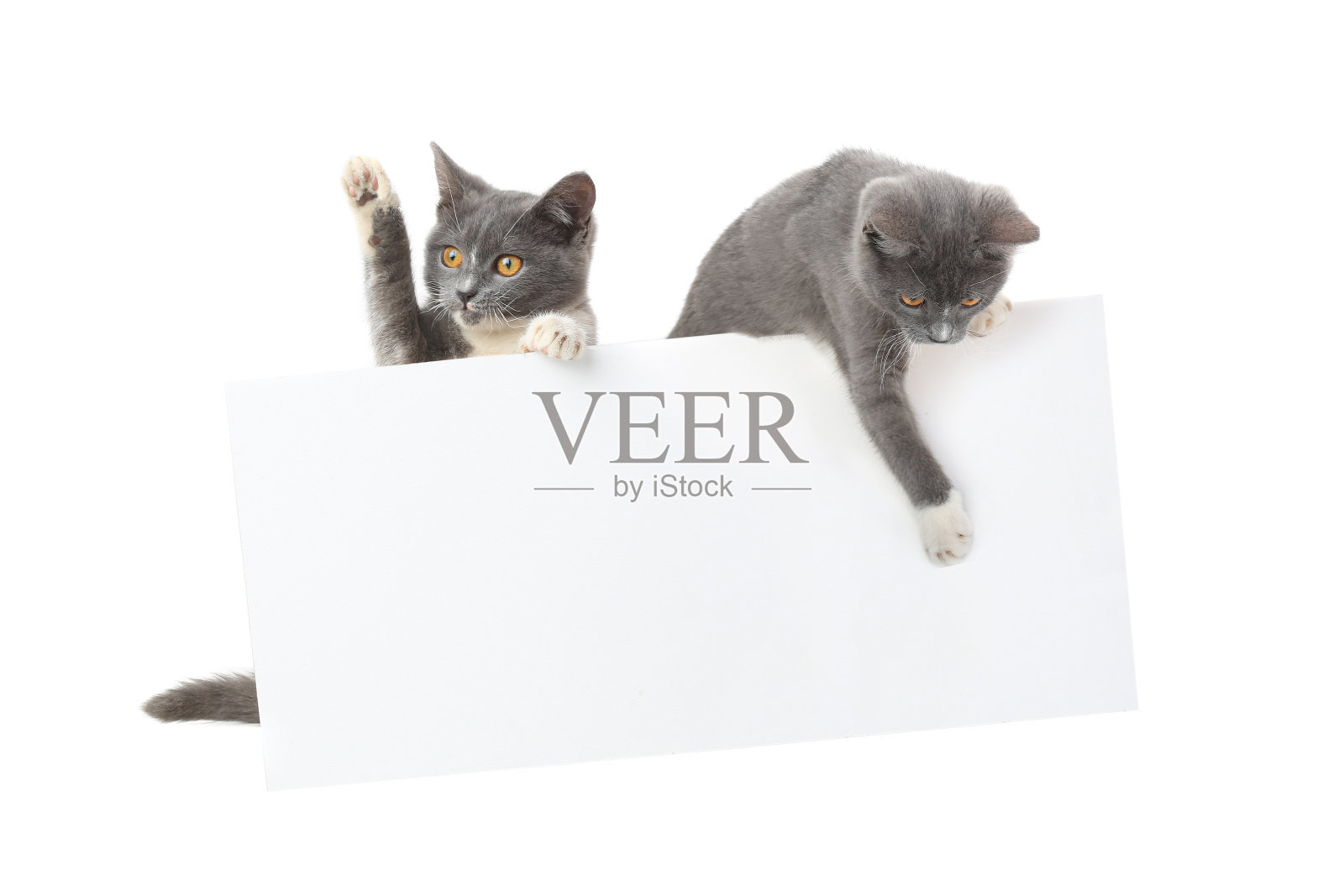 两只灰猫用一张纸把文字隔离在白色上照片摄影图片