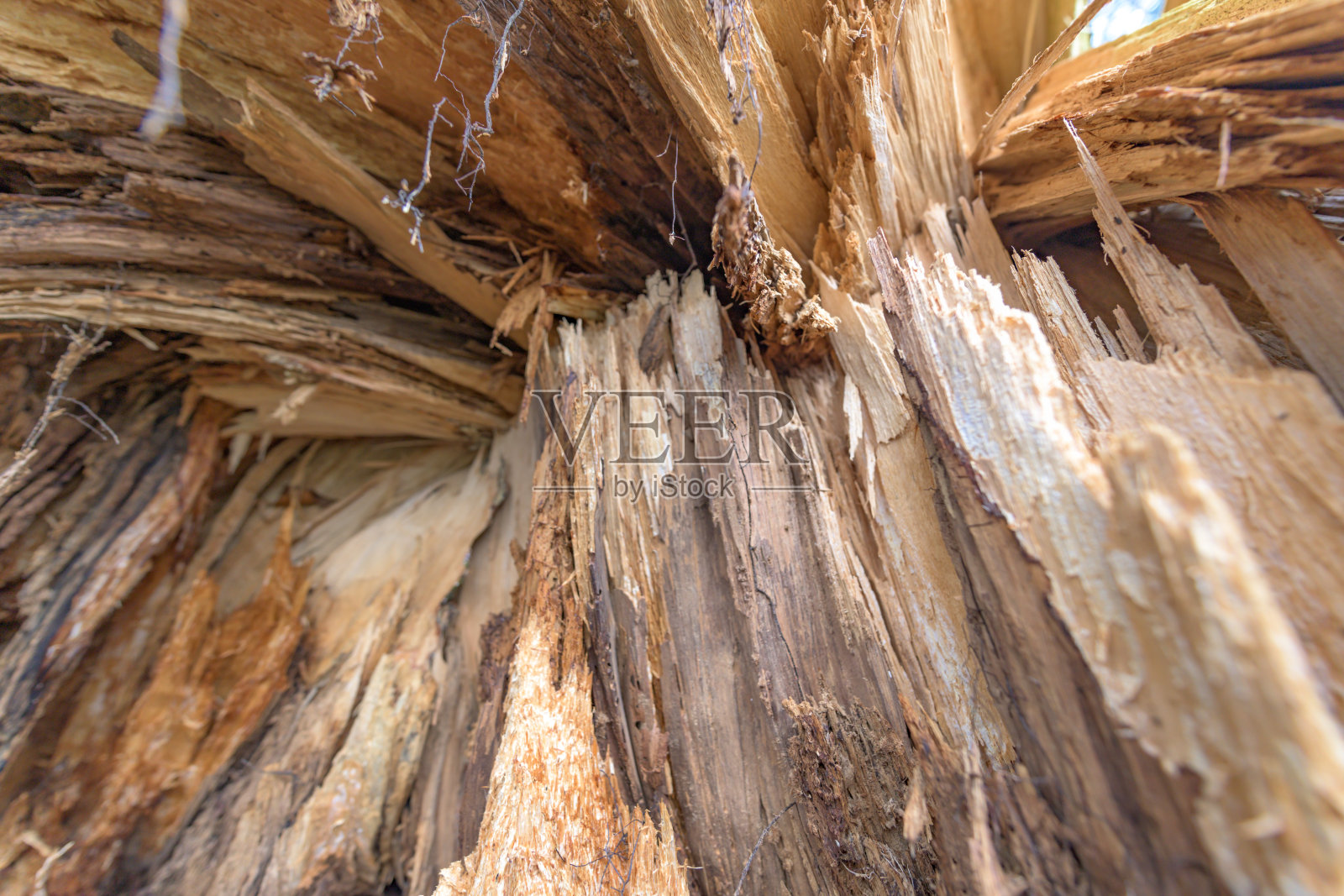 折断的带尖刺的树干。结构作为背景照片摄影图片