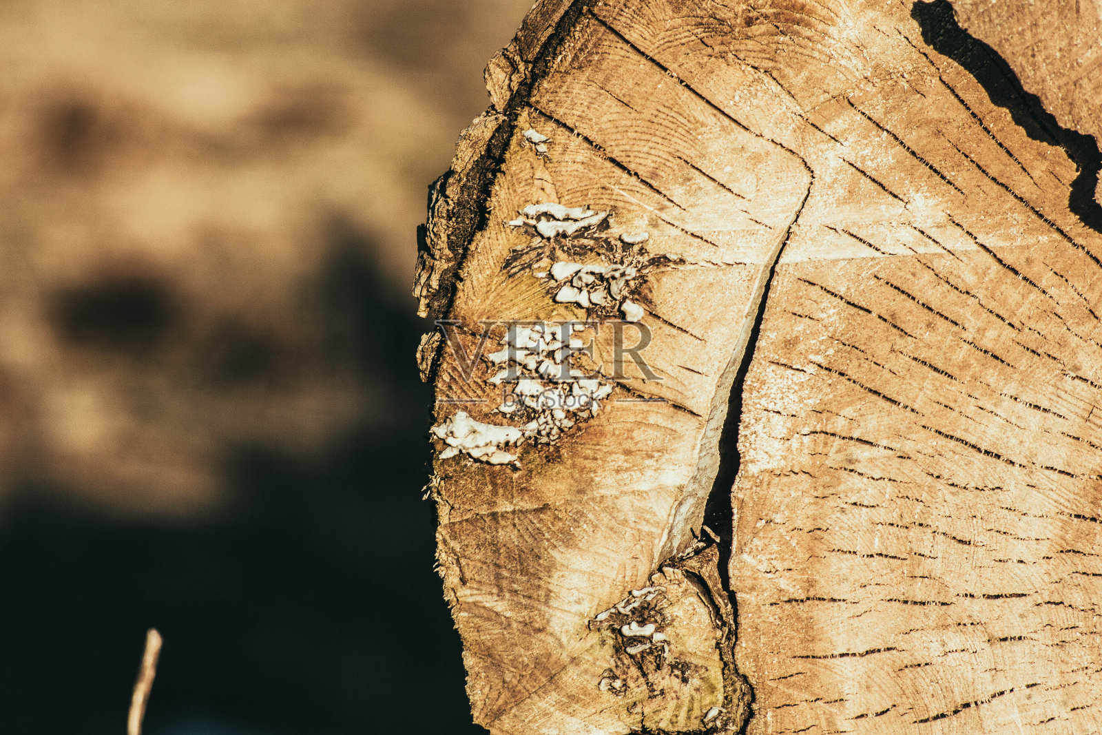 坚实的树干。木材纹理照片摄影图片