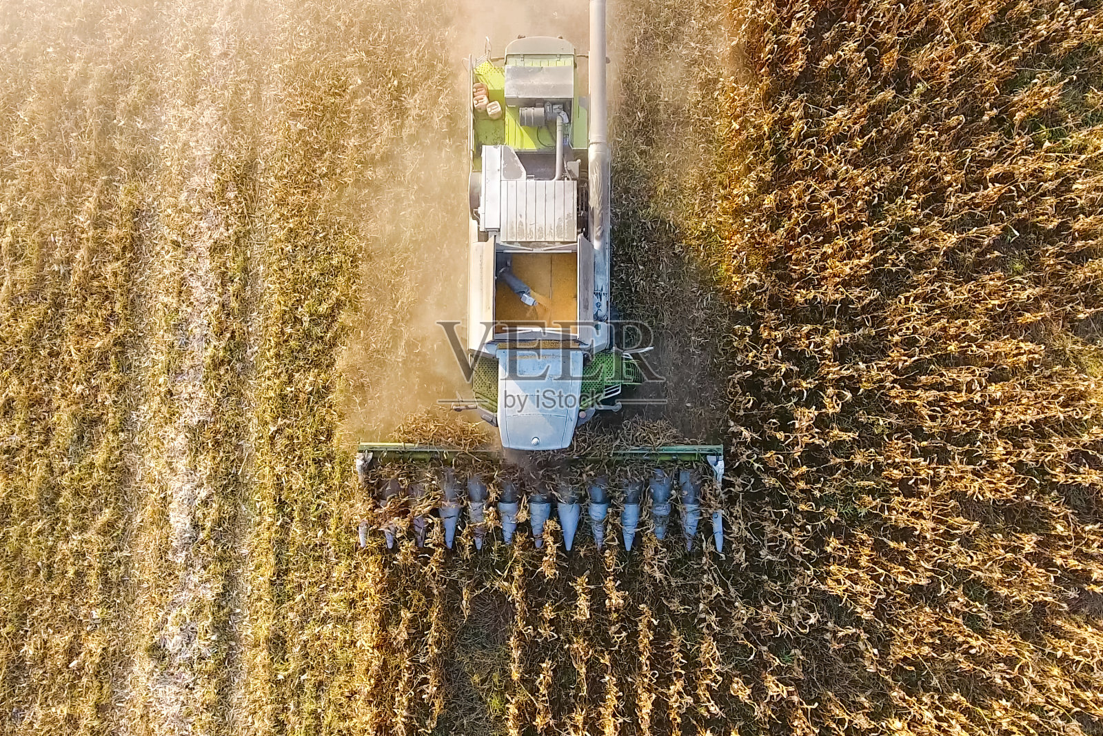 收割机收割玉米。在公司的帮助下收集玉米棒子照片摄影图片