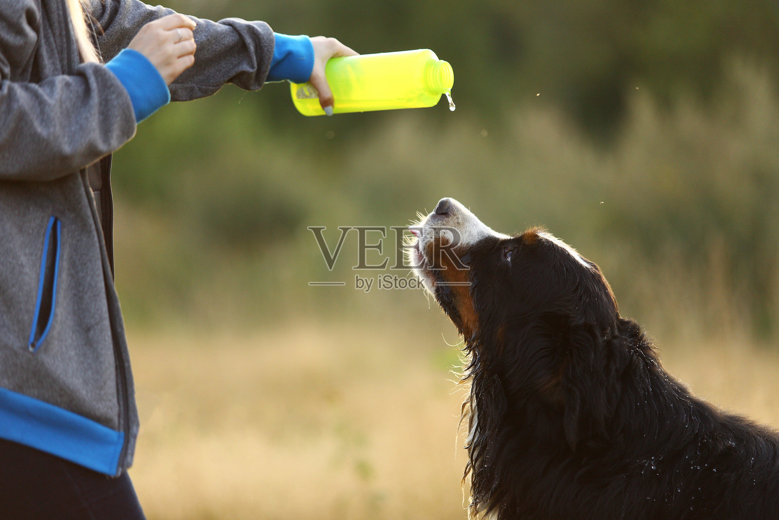 侧视图一只伯尔尼山狗喝水照片摄影图片