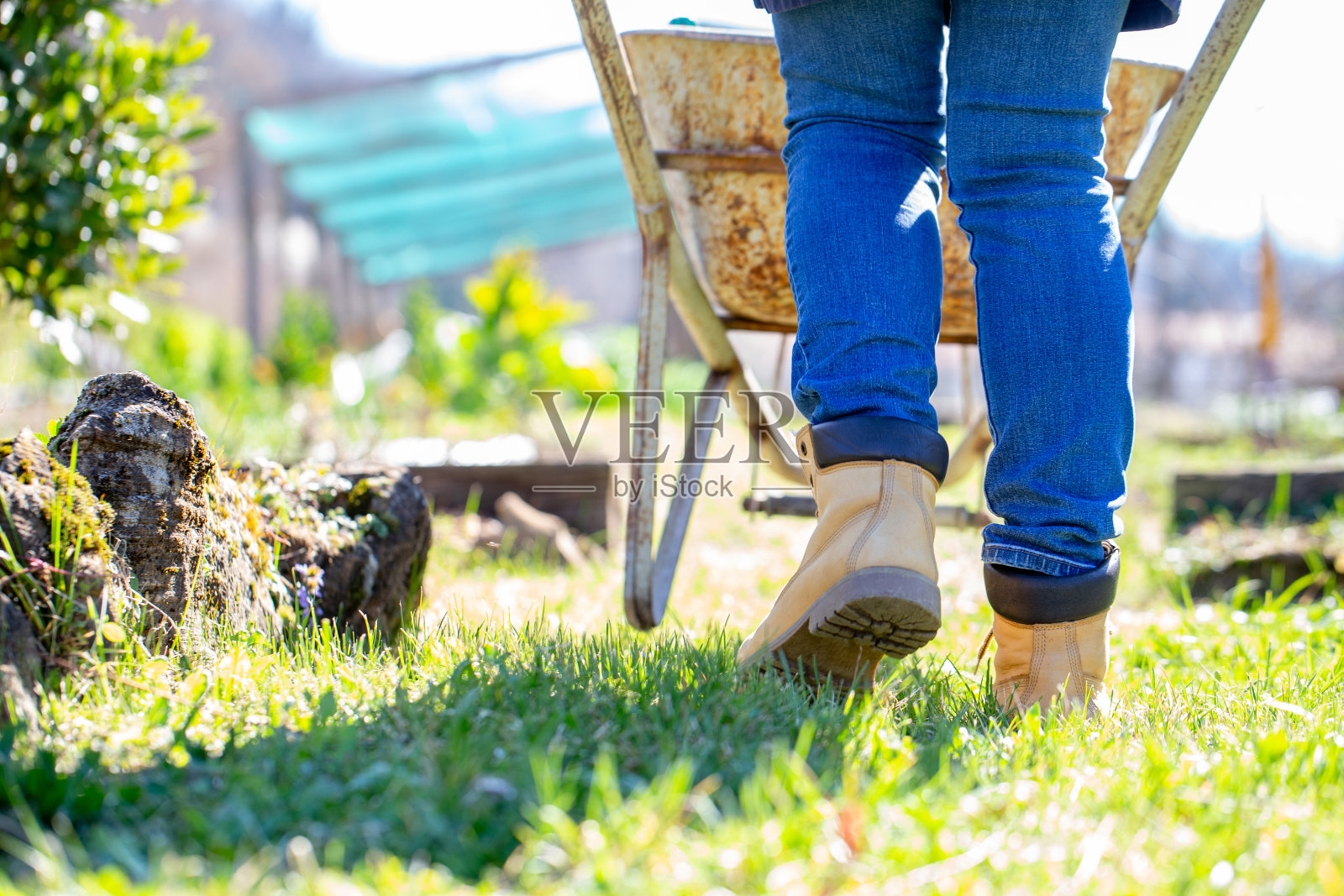 在蔬菜作物之间推着小推车的陌生女人照片摄影图片