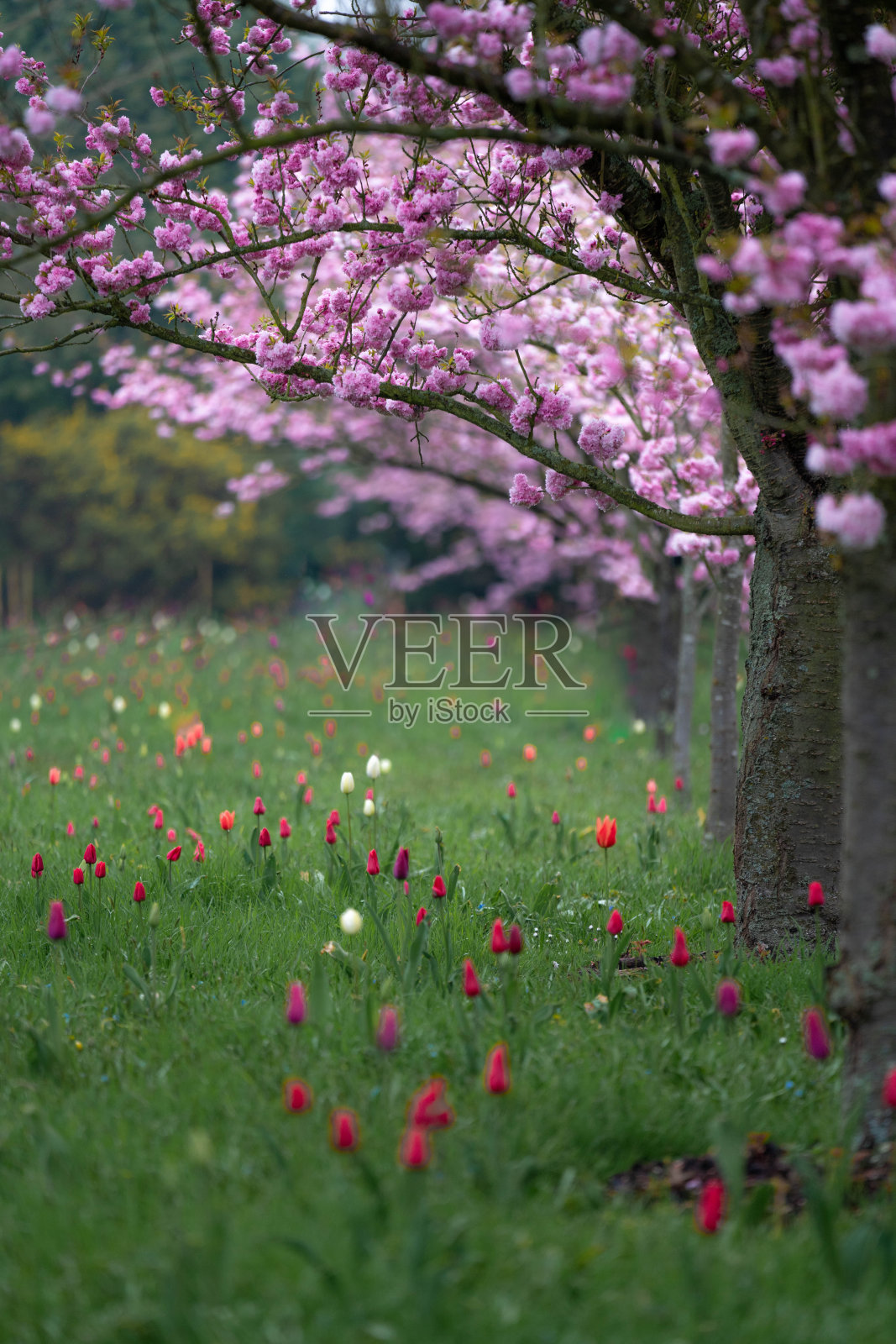 花园里盛开的苹果树和郁金香照片摄影图片