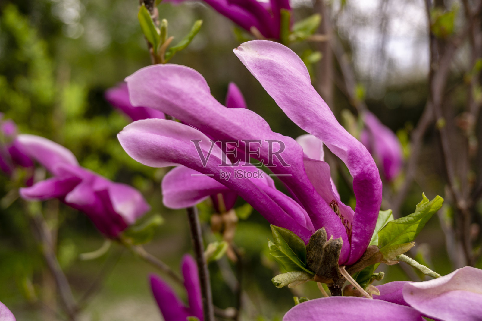 大的粉红色木兰的花瓣苏珊(木兰百合x木兰星形)在阴天的背景下，花园的绿色。照片摄影图片