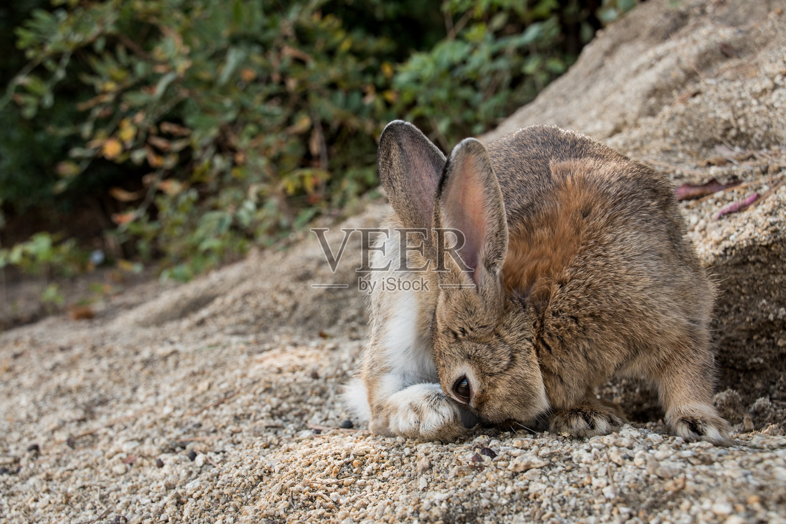 可爱的野生兔子在日本的兔子岛，大野岛照片摄影图片