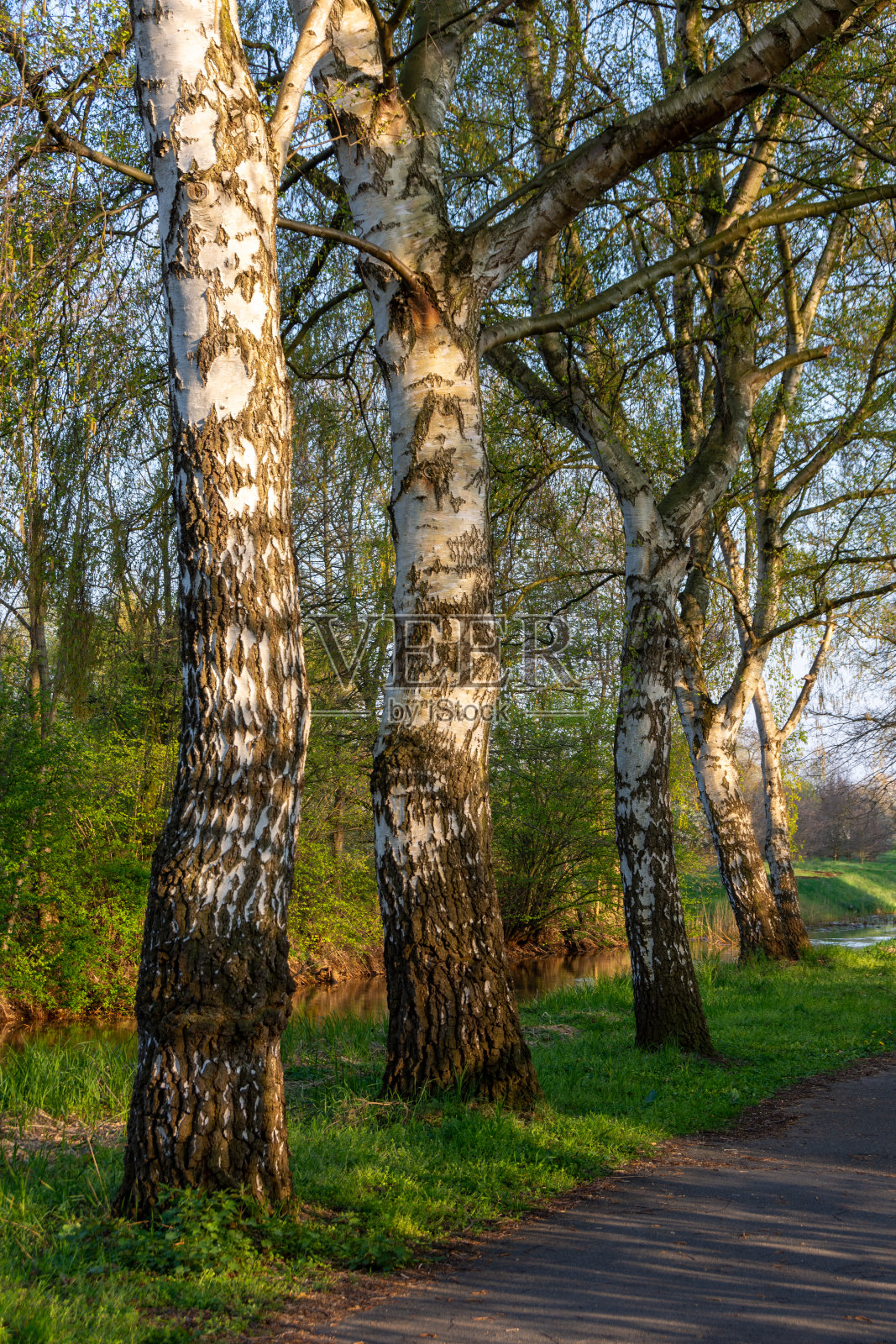 春天傍晚的阳光下，白桦树沿着Steinhuder Meerbach的小径照片摄影图片