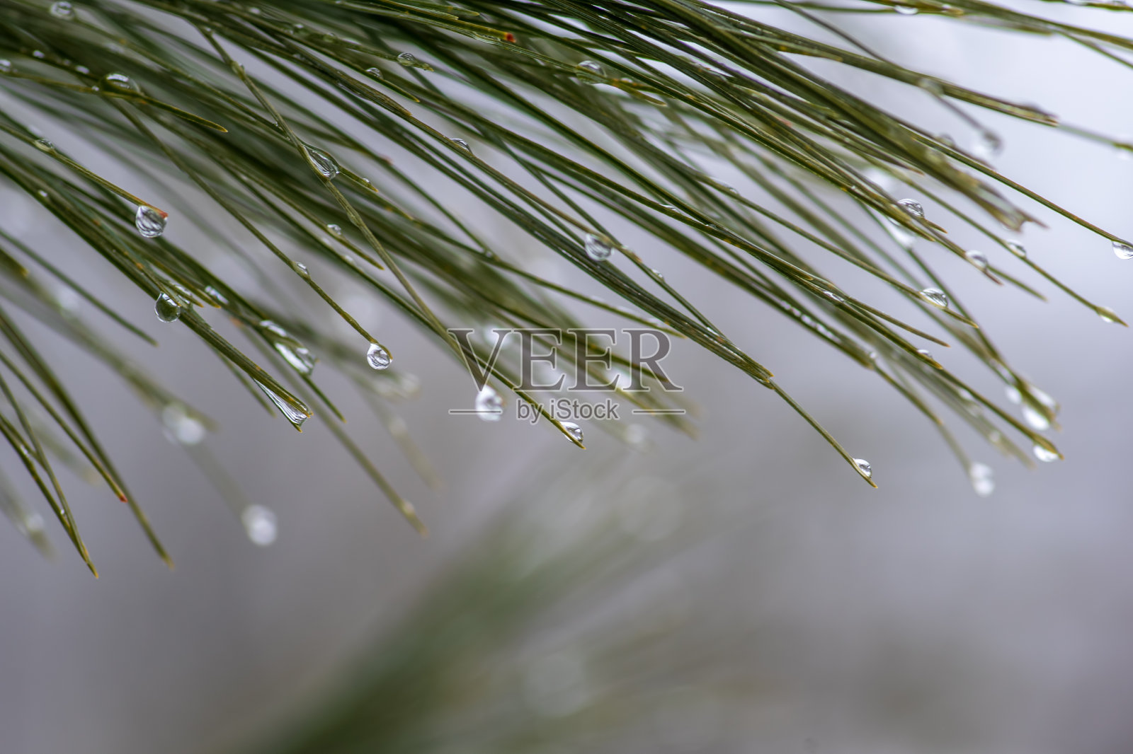 雨落在森林里的松针上照片摄影图片