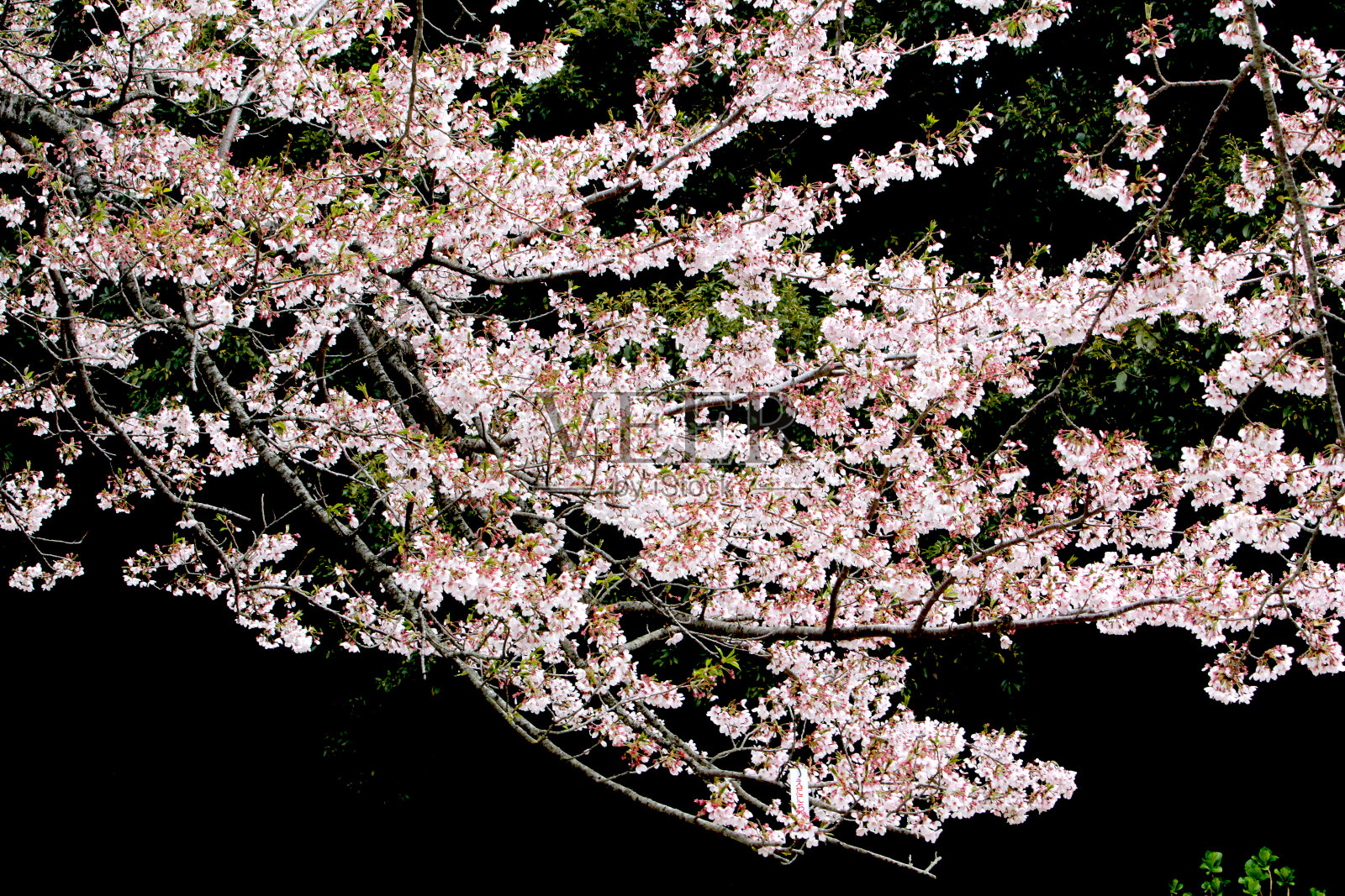 伊豆半岛樱佐藤公园的樱花照片摄影图片