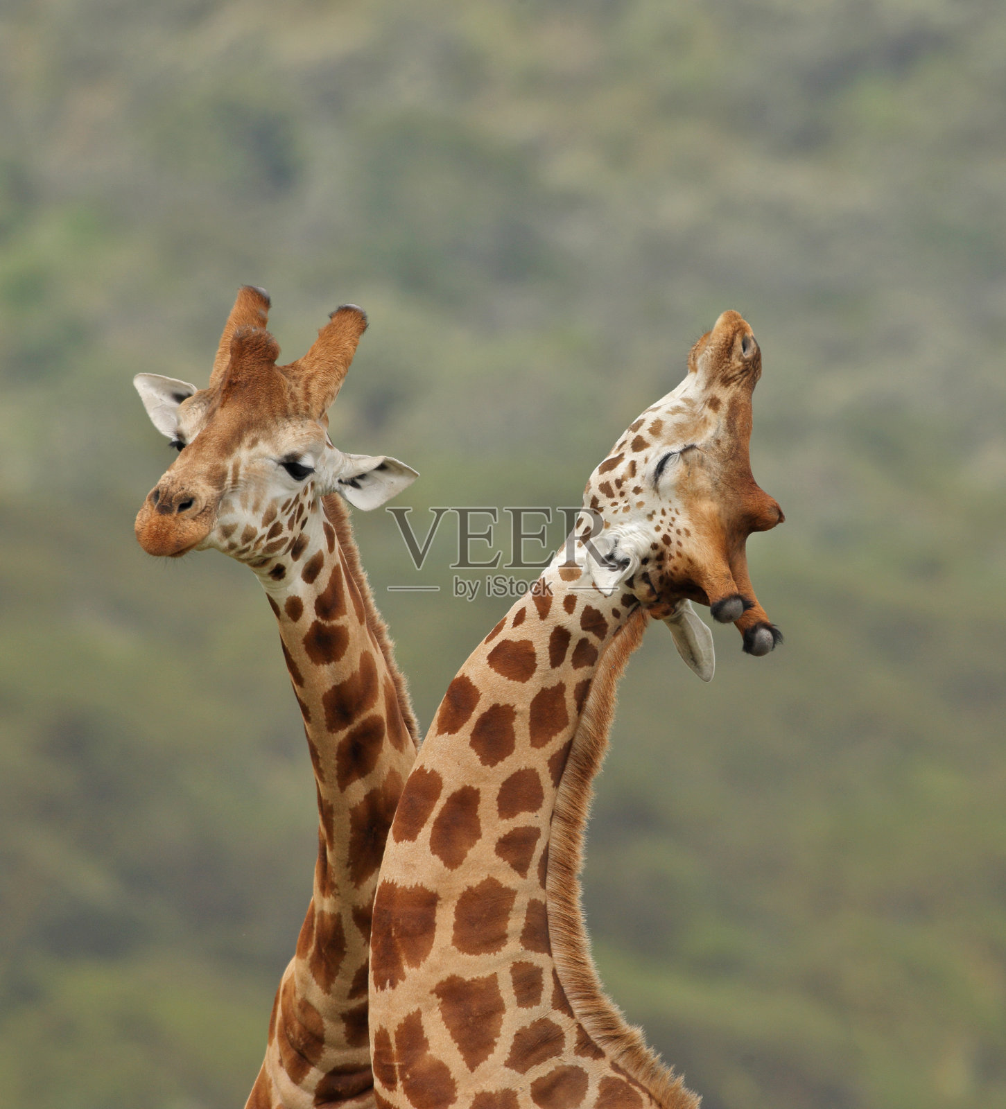 罗斯柴尔德的长颈鹿（吉拉法骆驼帕达利斯罗斯柴尔迪）照片摄影图片