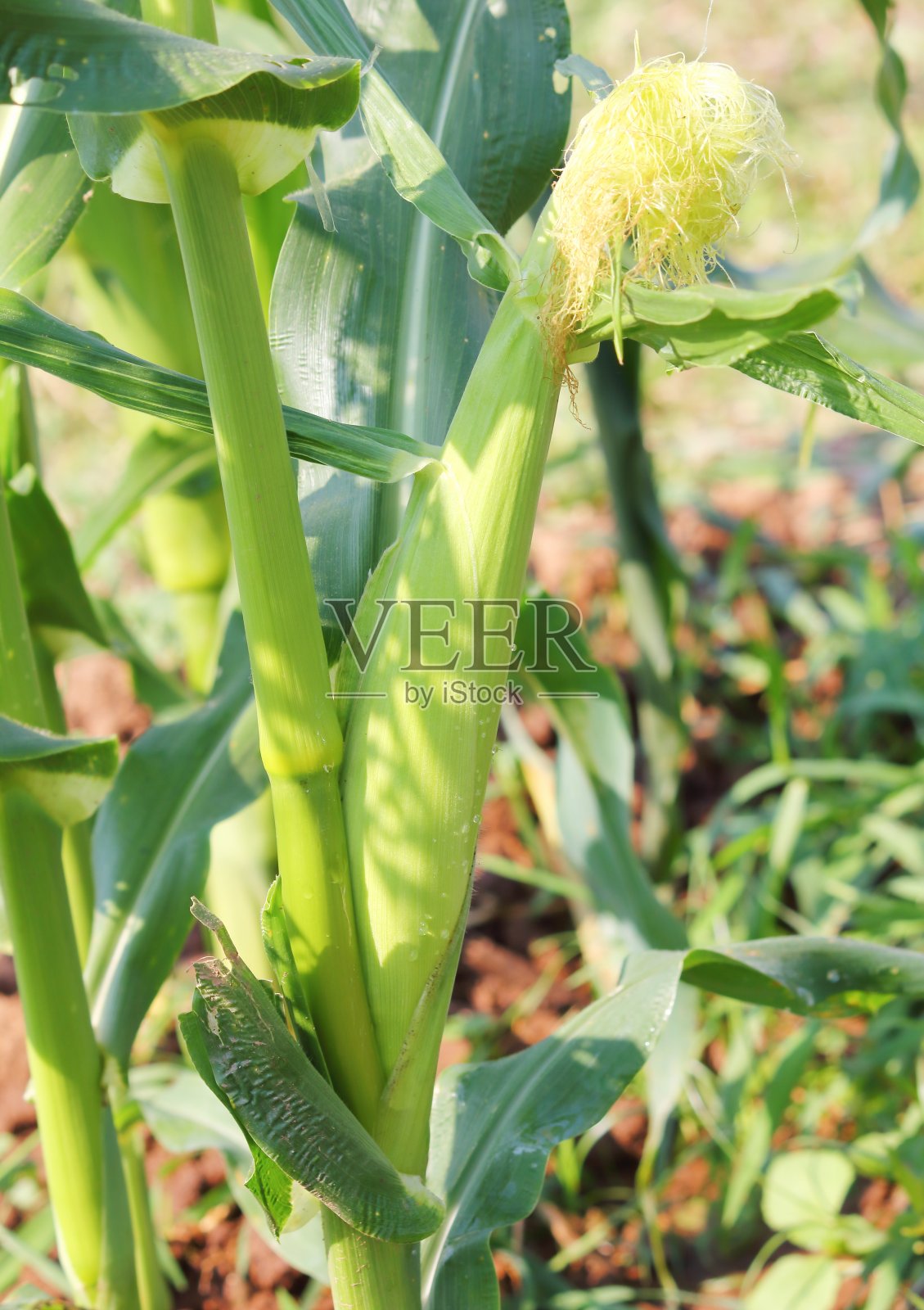 在田间成熟的玉米。种植玉米照片摄影图片