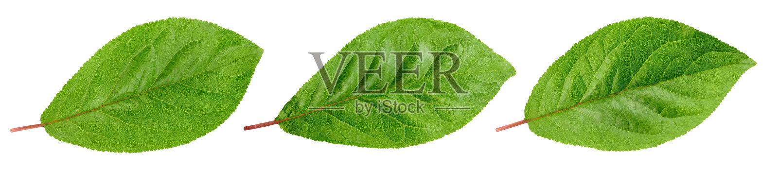 李的叶子孤立在白色照片摄影图片