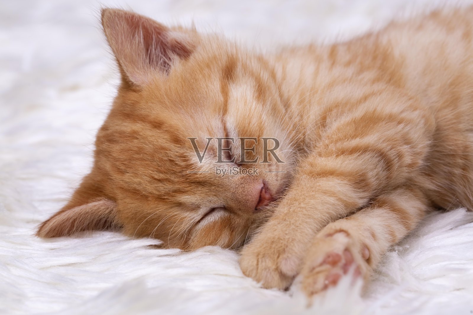 宠物动物;可爱的小猫宝宝猫室内。照片摄影图片