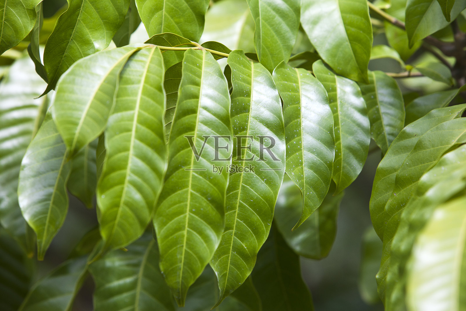 亮绿的叶子，深小，锋利照片摄影图片