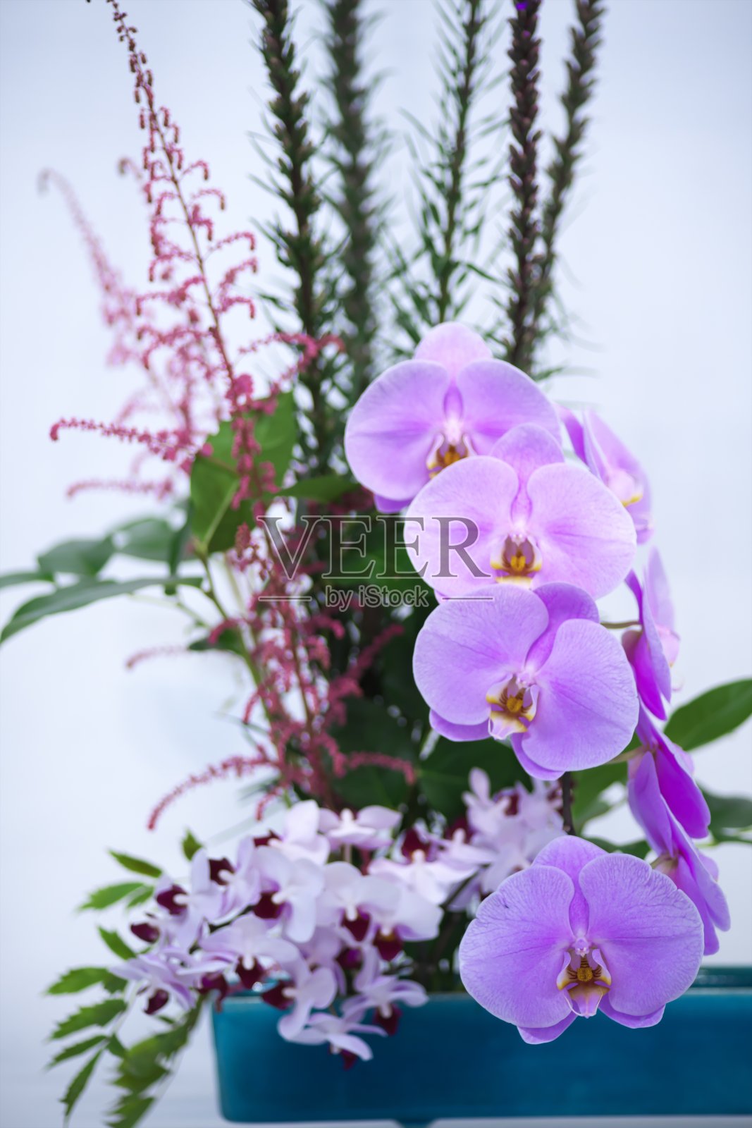 美丽绽放的海兰照片摄影图片