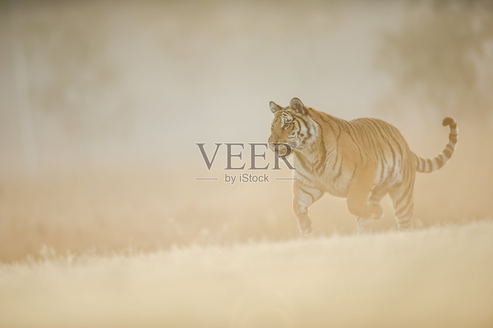 西伯利亚虎在早晨奶油色的阳光下奔跑。危险动物，东北虎，阿尔泰卡虎。照片摄影图片