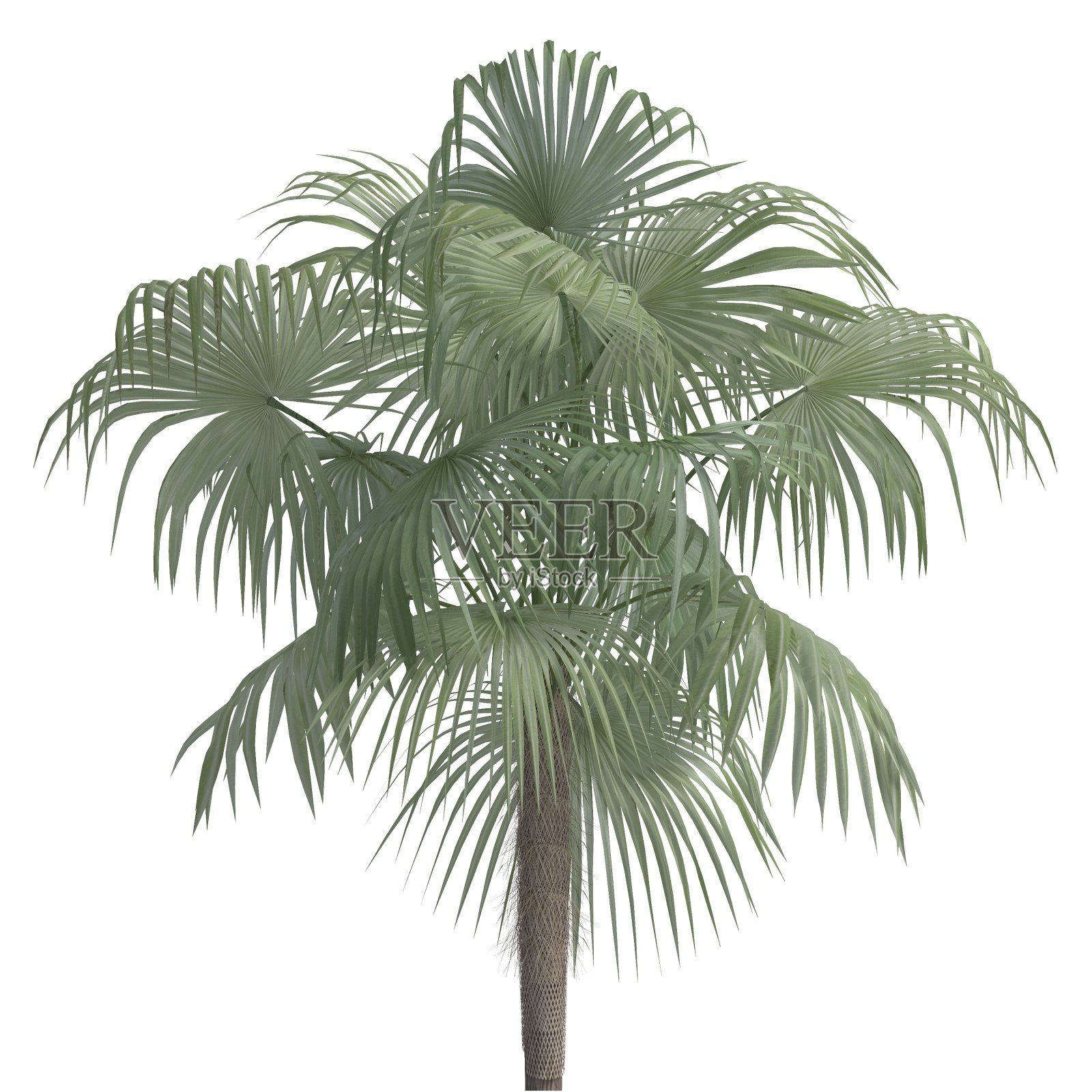 棕榈树3d插图孤立在白色的背景照片摄影图片