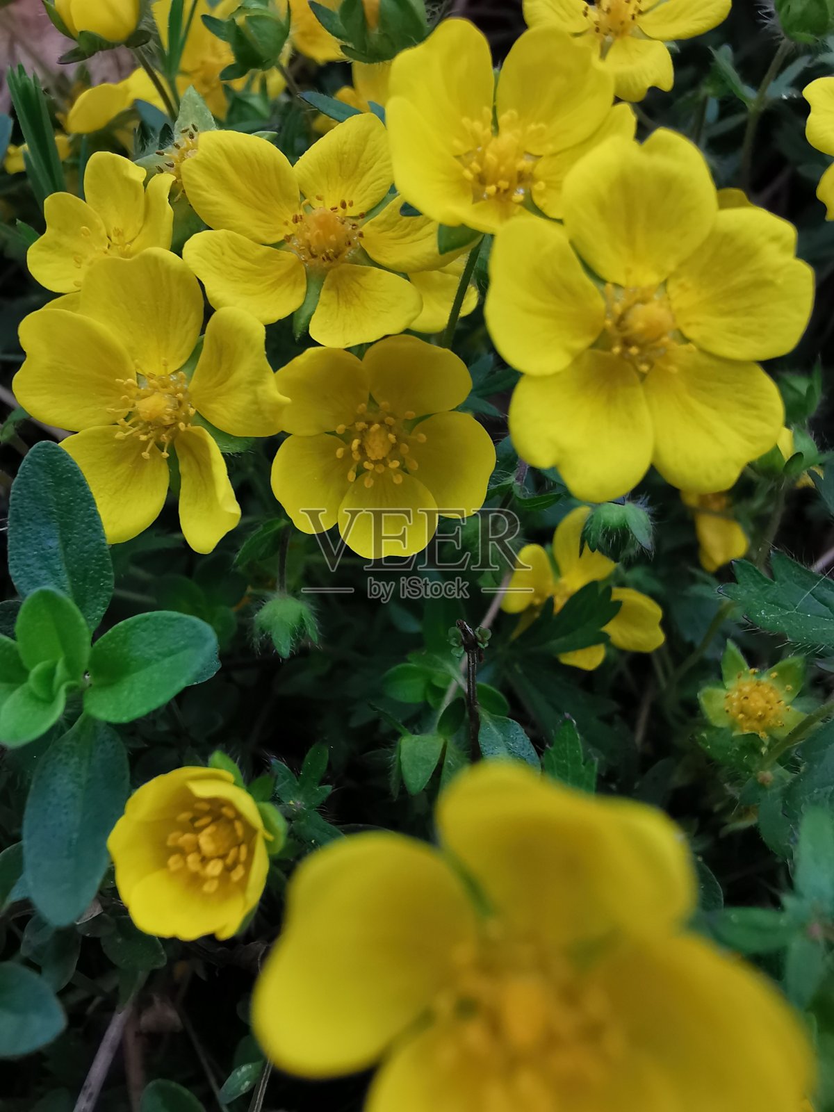 野花在感觉照片摄影图片