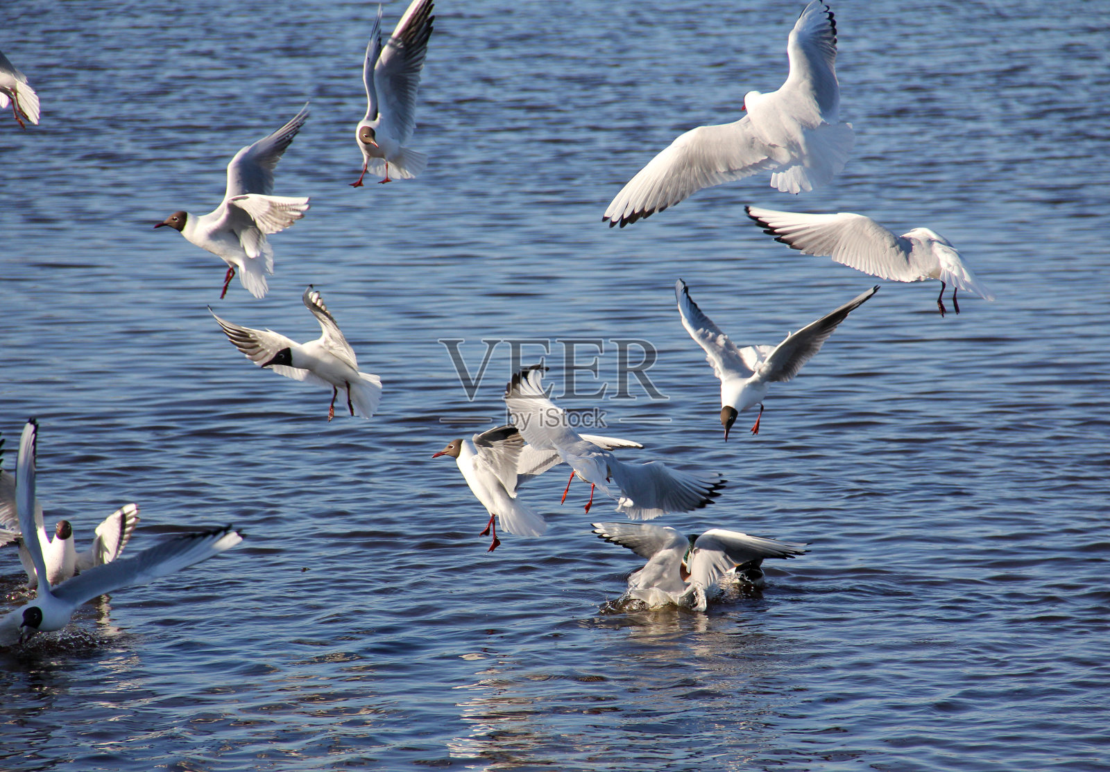 海鸥照片摄影图片