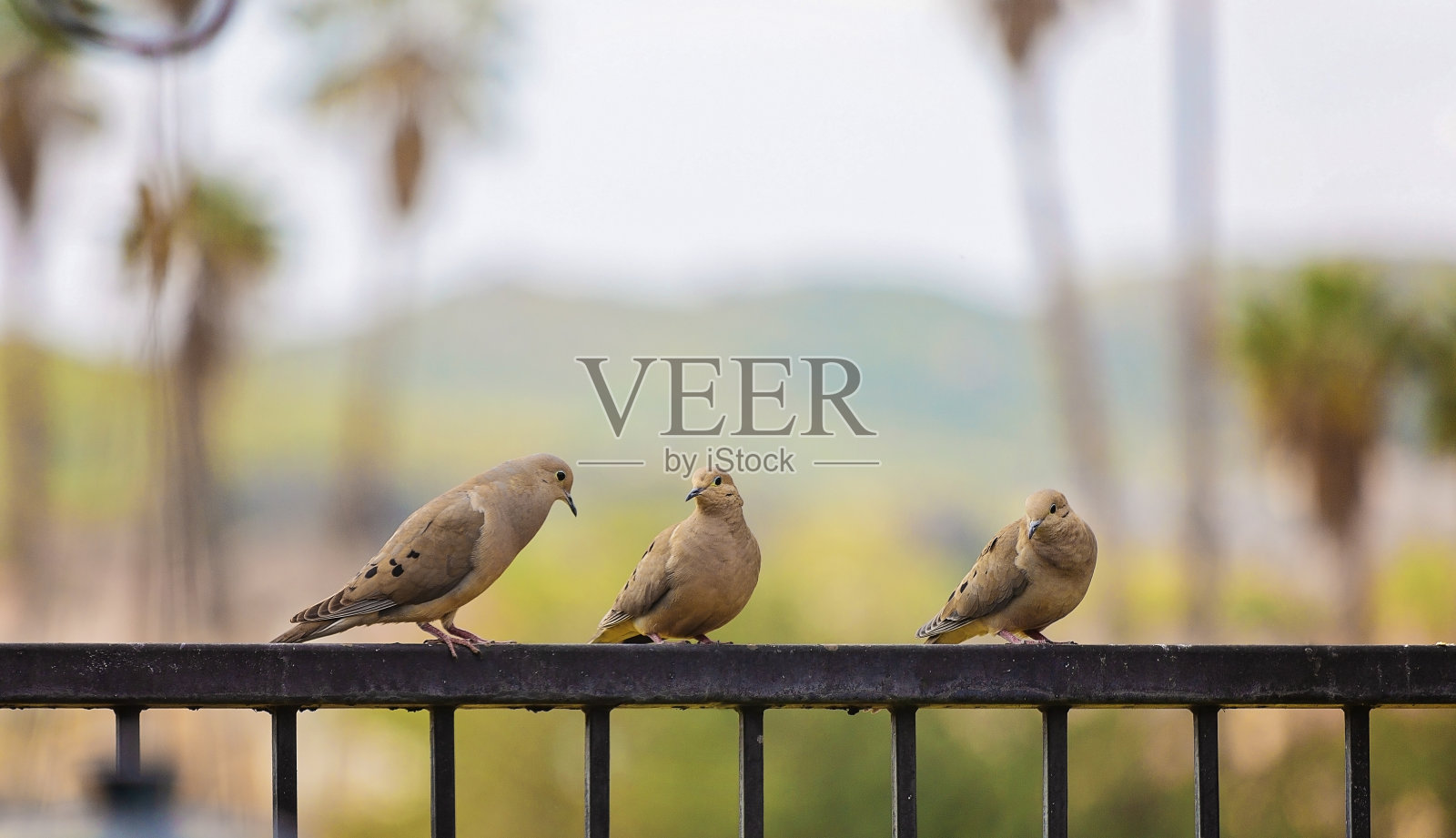 篱笆上哀鸣的鸽子照片摄影图片