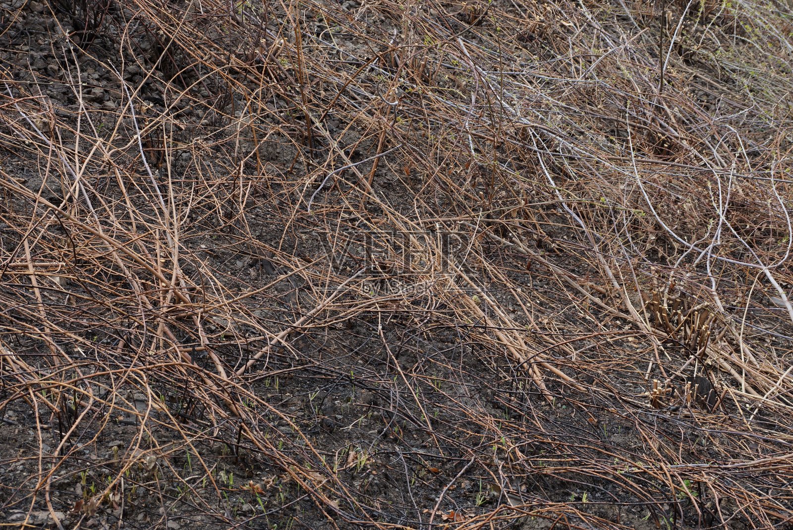天然植物纹理从干燥的棕色树枝在黑色烧焦的地面照片摄影图片