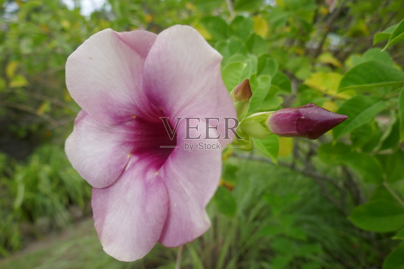 普拉兰岛、塞舌尔照片摄影图片