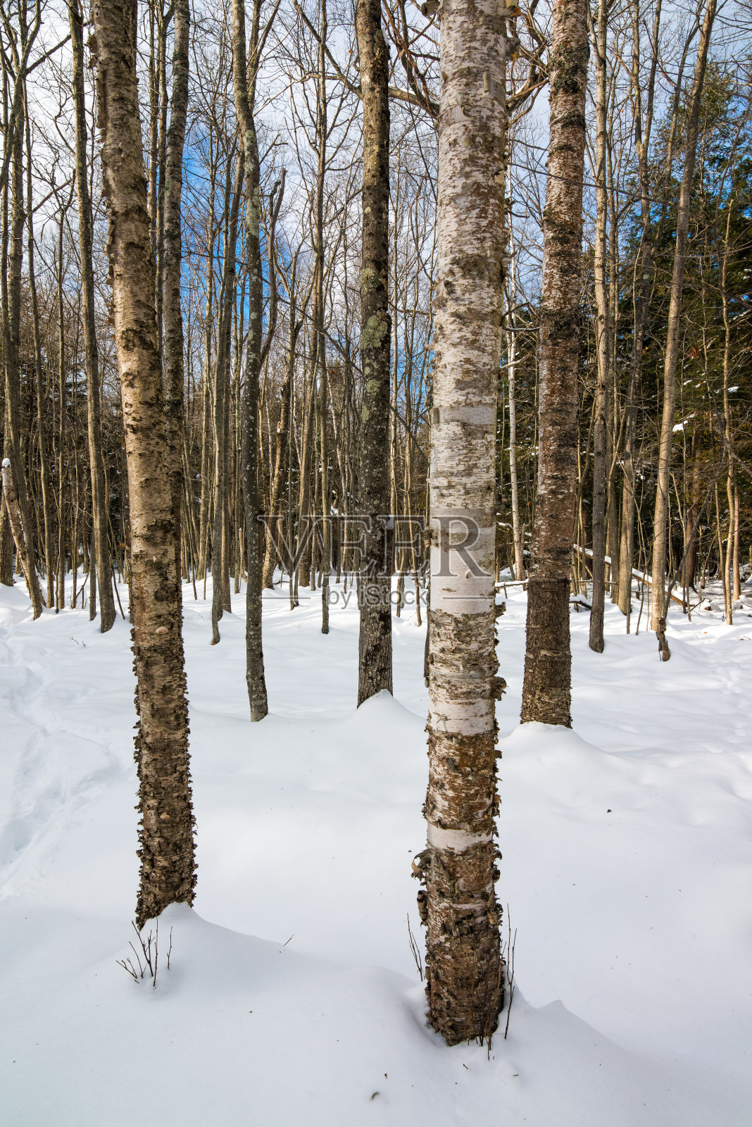 在威斯康星州北部马德琳岛的大湾州立公园的雪地里的桦树落叶林照片摄影图片