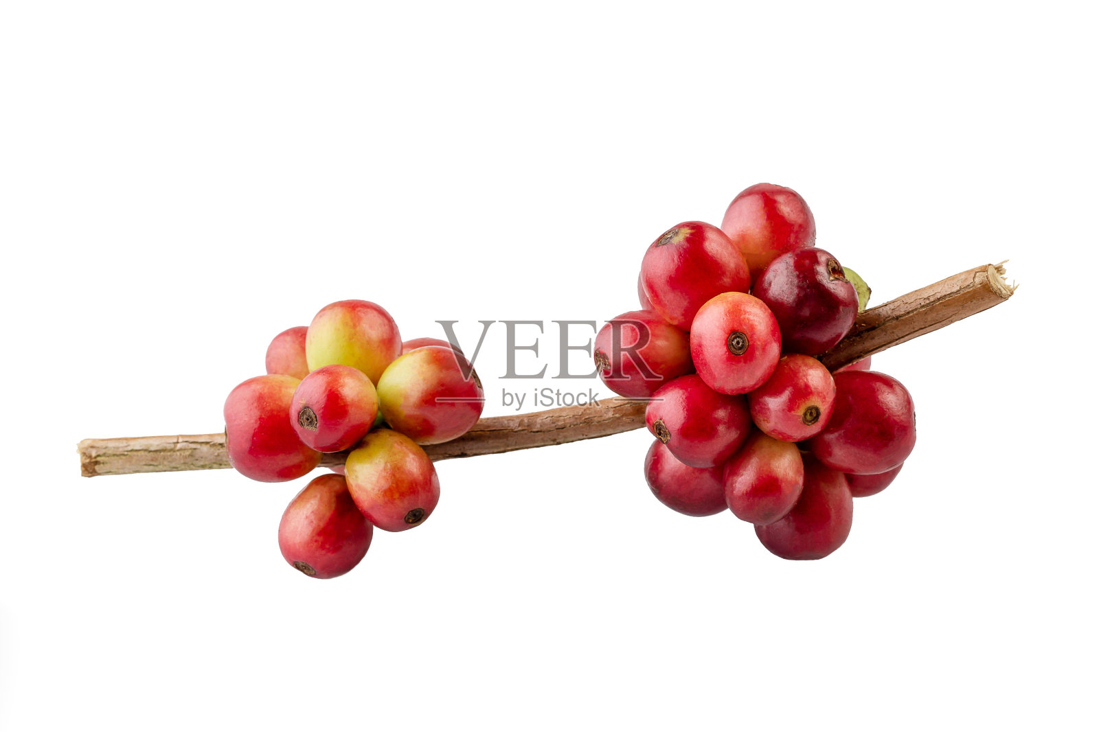 红咖啡豆挂在咖啡树上，成熟和未成熟的浆果分开照片摄影图片